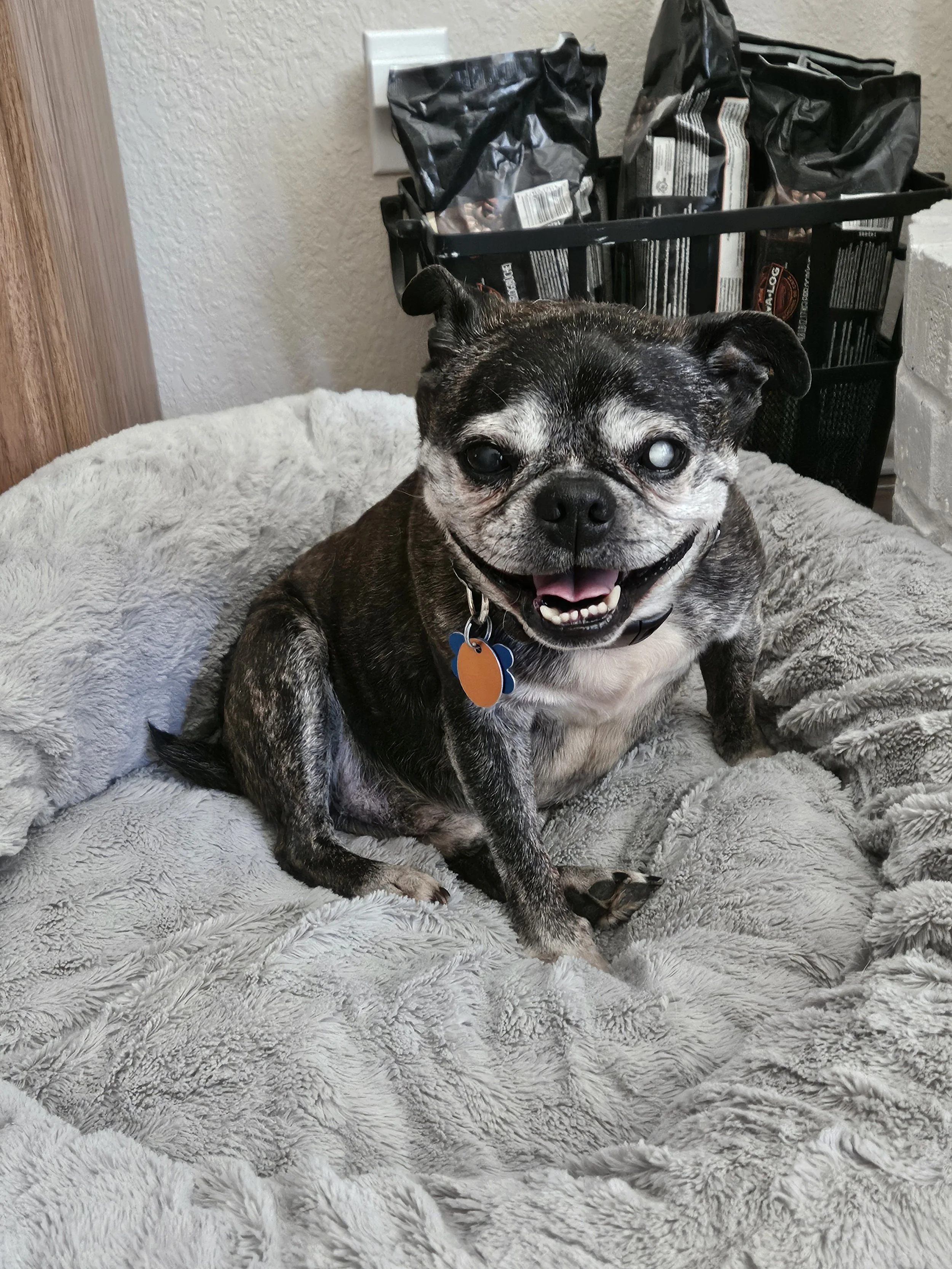 Jaxx — DFW Pug Rescue